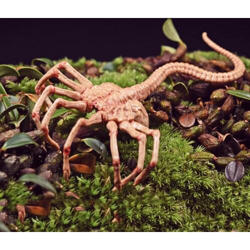 Fire Girl Toys FG0281/6 Scale Alien Predator Chestburster Facehugger Model Alien Xenomorph Alien Figure for 12"Action Figure