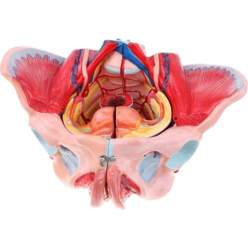 1:1 Female Pelvis Vessels Muscles Nerves with Vessels Ligaments Muscles Nerves & Removable Organs Medical Anatomical Model