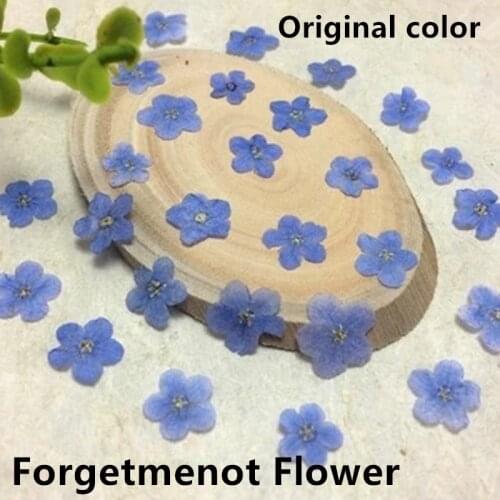 Forget Me Flower Dried Flowers for DIY Bookmark Wedding Card Jewelry Making Phone Case Decors