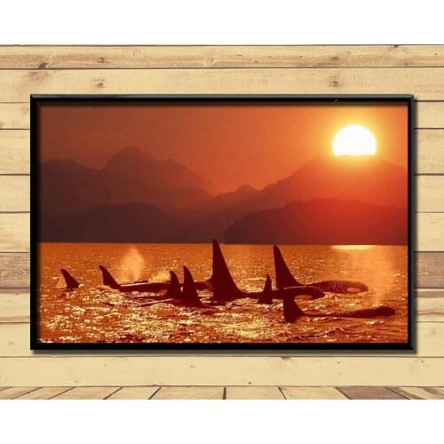 Orca Ferocious Marine Animal (18) Wall Posters Prints Silk Art Painting For Home Wall Bedroom Decor