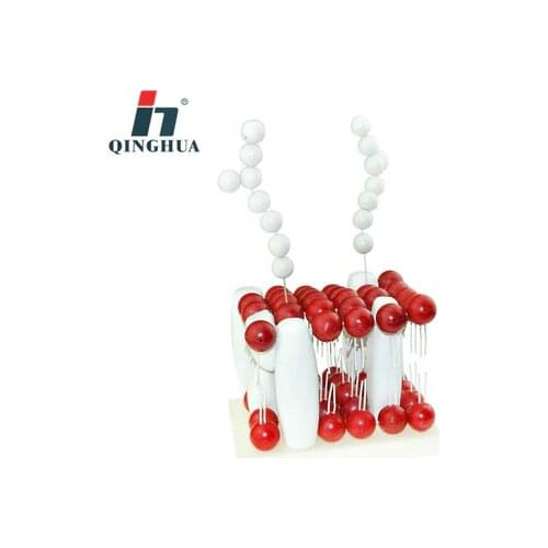 Biofilm structure model Science and education instrument cell membrane anatomy medicine free shipping