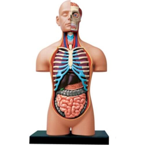 4D 1:2.5 Half open human body Intelligence Assembling Toy HumanOrgan Anatomy Model Medical Teaching DIY Popular Science Applian