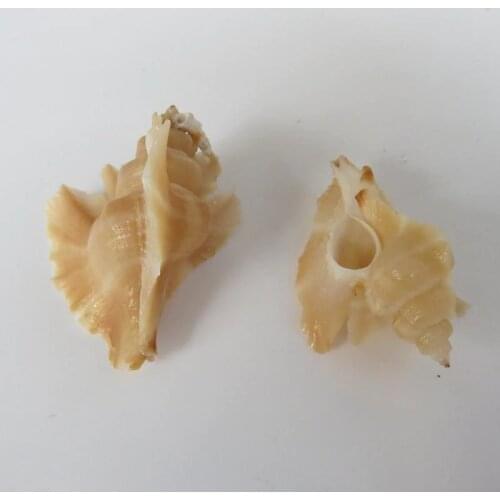 1pc crab replacement shell decoration fish tank aquarium scenery specimen Natural Sea Shells Conch Coquillage Beach Decor