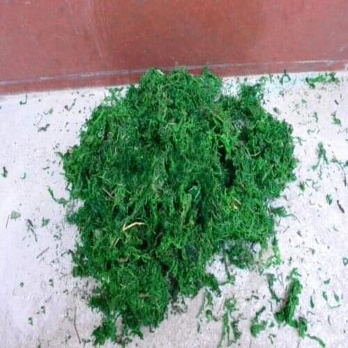 High quatity green moss be used for home decoration and flower arrangement decration