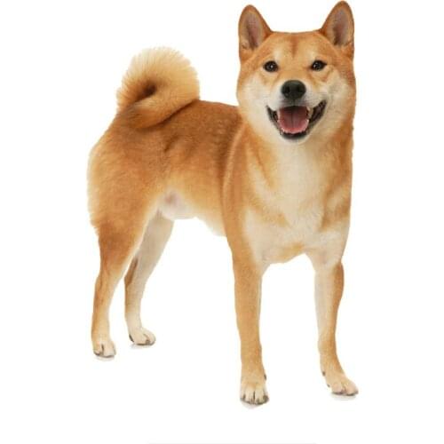 Lovely Akita Dog Car Sticker Waterproof Decal Laptop Suitcase Truck Trunk Motorcycle Auto Accessories PVC,17cm*12cm