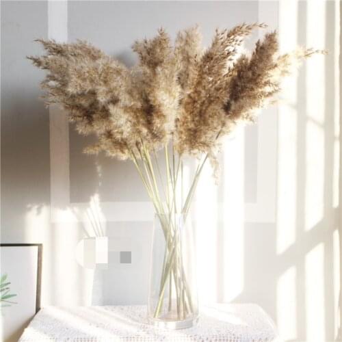 PampasGrass 20/30/50 stems Raw Color Dried Pampas Grass Bouquet Wedding Flower Bunch outdoor Natural Plant Home Decor Decoration