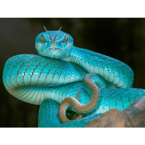 DIY Diamond Embroidery Rhinestones mosaic kit 5d Diamond Painting animal snake Cross Stitch needlework room Decor Crafts