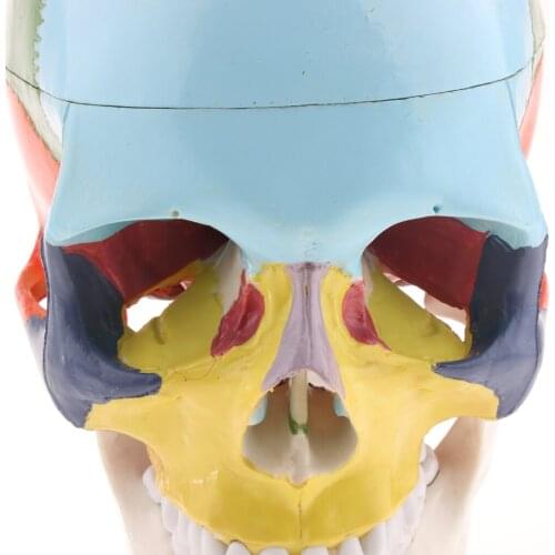Colored Human Skull Cervical Vertebra Anatomical Model 1: 1 Size