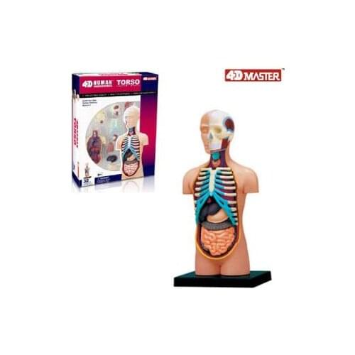 4D visceral anatomy model 32 component model, new 3d visceral model