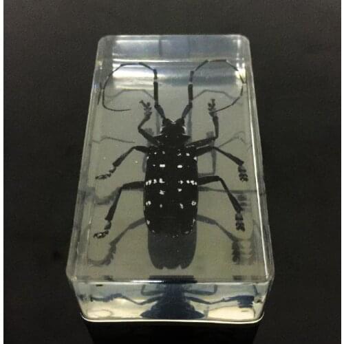 FREE SHIPPING Chinese Spotted Longhorn Beetle (Anoplophora glabripenn) - Insect Specimen (Clear)