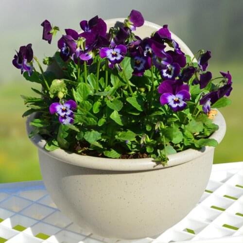Hot Wall Mount Plant Pot Plastic Flowerpot Basket Planter Home Garden Decoration