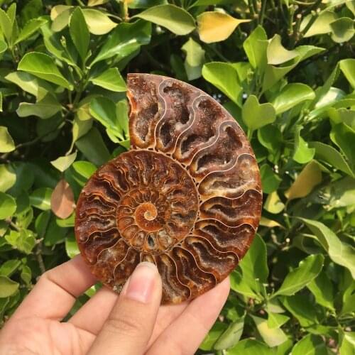 Madagascar fossils iridescent ammonite natural stones and minerals specimen 90-100g