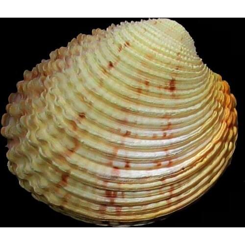 Venus verrucosa L.1758 A Shells Decoration Specimen Wedding Home Aquarium Seashell Decor