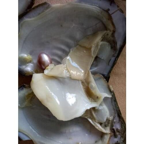 10pcs Freshwater Vacuum-pack Wrapped Oyster Wish Pearls Mussel Shell with Different Color Pearl Inside Mysterious Surprise Gift