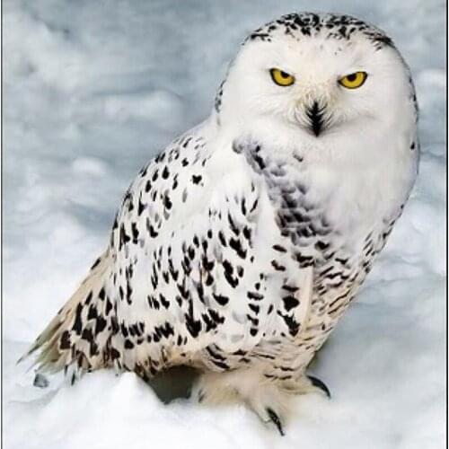 New 5D DIY Full Square,Round Resin Diamond Painting "White eagle" 3D Embroidery Rhinestone Cross Stitch Home Decor Gift