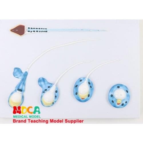 Sperm formation model MSZXT010