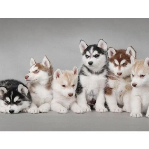 5d Fashion 3D DIY Diamond Painting Cross Stitch Husky Dog Pattern Needlework Full Square/Round Mosaic 5D Diamond Embroidery H512