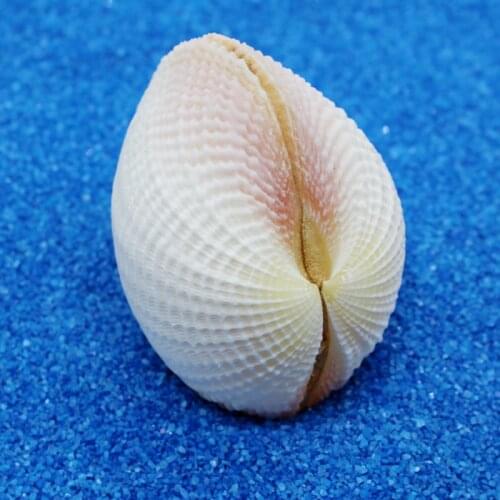 White shells, hemp sakura clam, girlfriend gift collection, home natural style decoration, marine life conch specimens