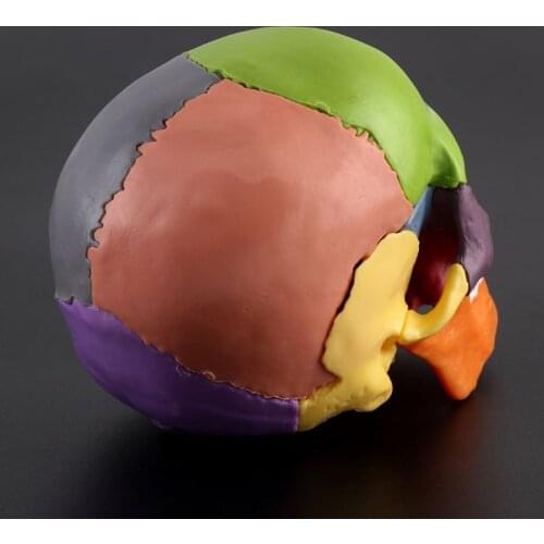 15pcs/set 4D Disassembled Color Skull Anatomical Model Detachable Teaching Tool M5TE