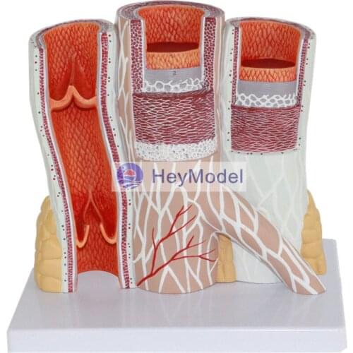 HeyModel Arteries and Veins Anatomy Enlargement Model Human Vascular Models Vascular Structures Enlargement Models