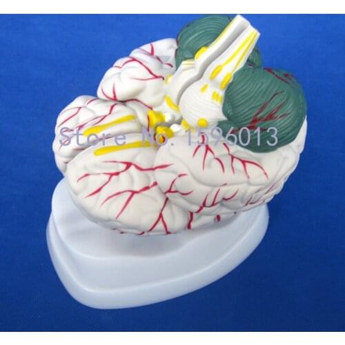 Anatomical Brain Model 3 Parts, New Style Brain Model,Human Brain Model