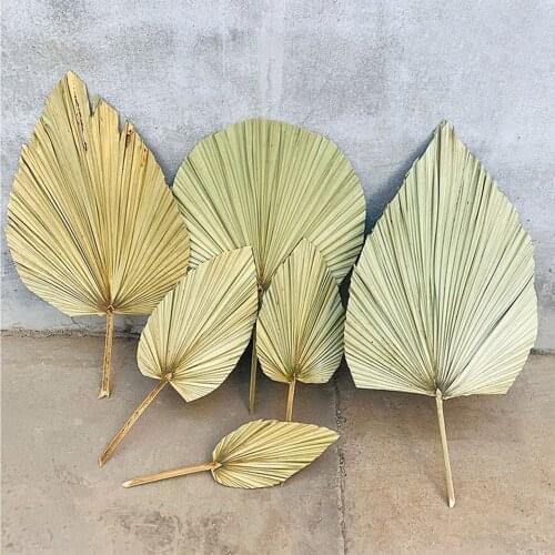 Palm Fan Leaf Dried Flower Palm Leaf Window Reception Party Art Wall Hanging Decoration Wedding Arch Arrangement Palm Fan
