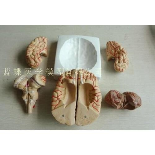 Neurology brain anatomical model brain partition model