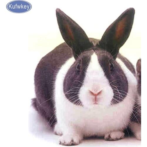 Diamond Painting Dutch rabbit,Cross Stitch,Full,square,round,Diamond Embroidery sale,3d diamond Mosaic,pattern,beaded embroidery