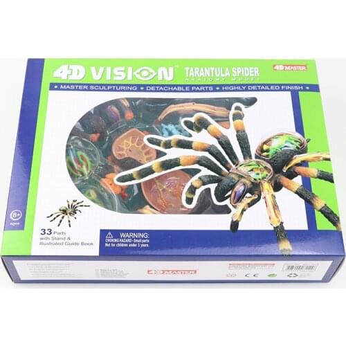 Spider teaching model 4D MASTER puzzle assembly toy animal biological organ anatomy medicine