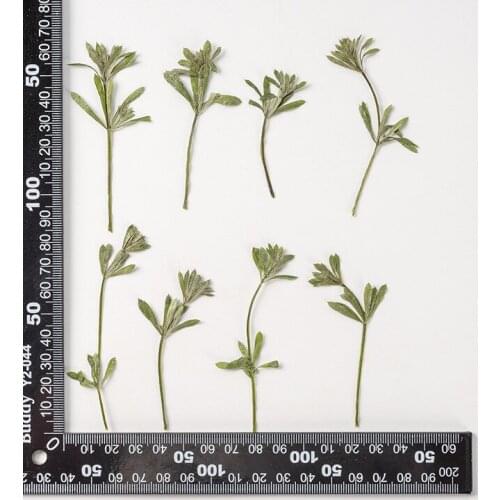 120pcs Pressed Dried Flower Galium aparine L Herbarium For Epoxy Resin Jewelry Bookmark Phone Case Makeup Nail Art Craft DIY