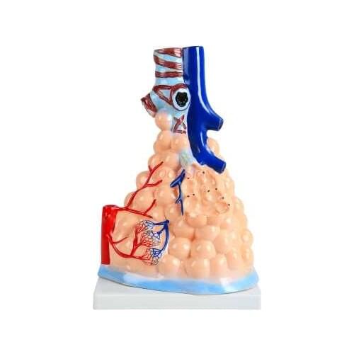 Human alveolar model Medical teaching aids Human alveolar planing model Human model