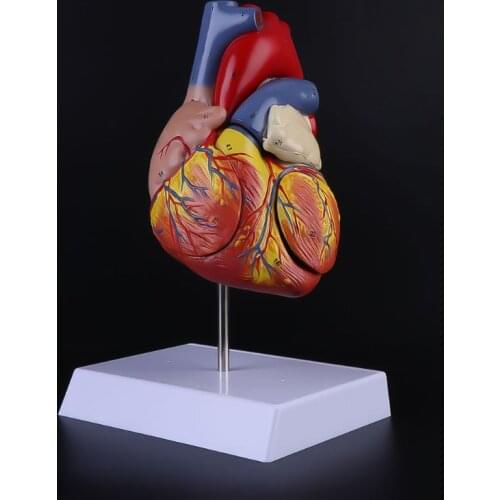2021 New Disassembled Anatomical Human Heart Model Anatomy Viscera Organs Teaching Resource Tool