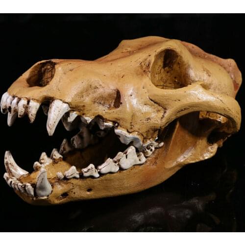 Wolf Skull 1:1 Scale Model Resin Decoration Home Props Toy Decor collector Gift Skull Fossil Teaching Skeleton Model Home Decor