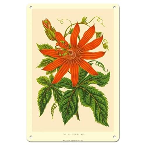 The Passion Flower (Tacsonia buchanani) - Passiflora Vitifolia - Botanical Illustration c.1930’s - Metal Tin Sign