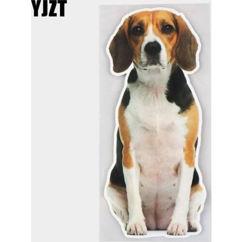 YJZT 8×18.3CM Beagles Dog Lovely Animal Body Decoration Scratch Occlusion Vinyl Car Stickers 21A-0019