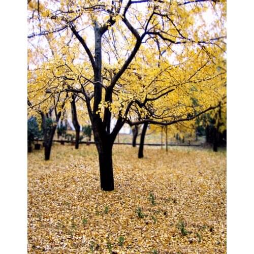 5x7ft Fall Yellow Leaves Tree Photography Backdrops Photo Props Studio Background