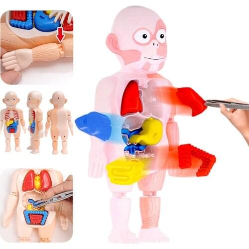 Montessori Toys Human Model Body 3D Puzzle Anatomy Toy Educational Learning DIY Assembled Kit Body Organ Teaching Tools Children