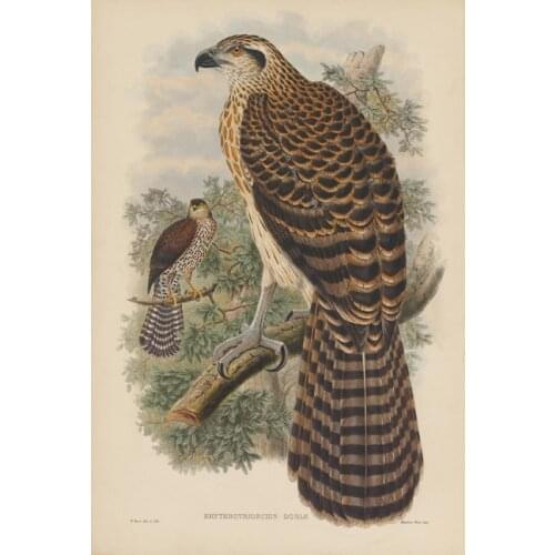 Pastoral animal birds eagle scenery oil painting canvas prints printed on canvas home wall art decoration picture