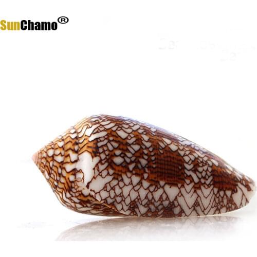 New Vase Screw Weaving Conch Natural Conch Shell Aquarium Decoration Mediterranean Decoration Creative Micro-landscape Specimens