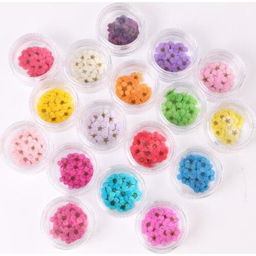 100pcs Pressed Dried Daffodils Plum Blossom Flower with Box for Epoxy Resin Jewelry Making Nail Art Craft DIY Accessories