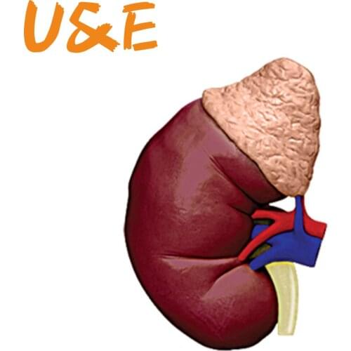 4D Human kidneys teaching model medicine medical equipment model puzzle assembling toys