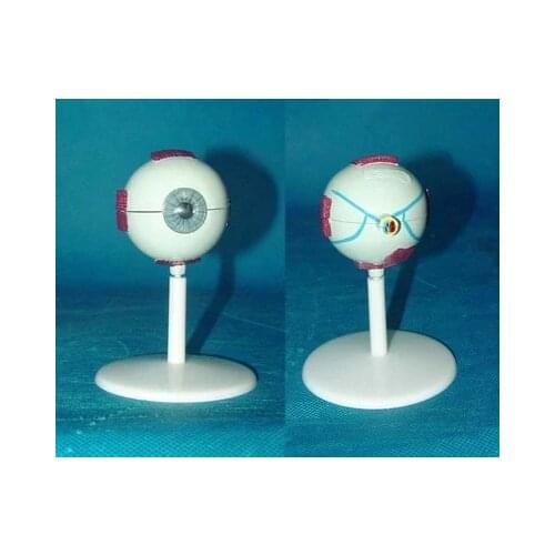 2X Eye anatomy model Organ Anatomy Medical human samples free shipping
