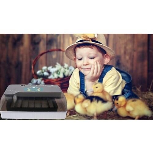 Товары для животных OIMG China At AliExpress