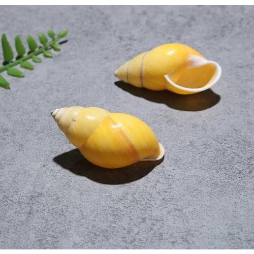 5pcs rare Natural Conch Shells Mini Conch Screw Wall Decoration DIY Aquarium Landscape Seashells