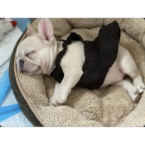 Fashion French Bulldog Demin Dress Pet Dog Summer Clothes Small Medium Dogs Puppy Schnauzer Yorkie Pug Corgi Clothing ZLC16