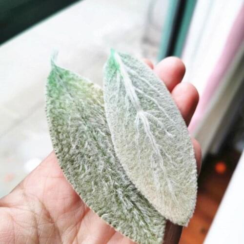 5pcs/lot,Nature Fresh Preserved Stachys Lanata Leaves,Eternal plant for DIY Wedding invitations Craft Photo Bookmark Gift Card