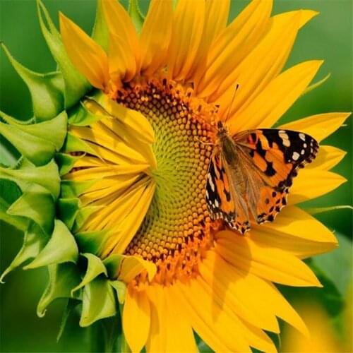 Sunflower Flower DIY Cross Stitch 11CT Embroidery Kits Needlework Craft Set Printed Canvas Cotton Thread Home Sell