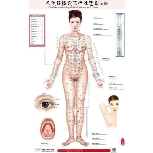 Standard meridian points of human wall chart female / male acupuncture massage point map flipchart HD 3 chinese - English women