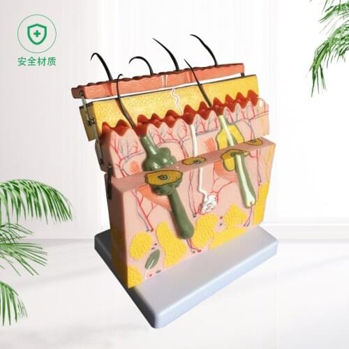Teaching simulation stereo skin model olding stretching skin structure anatomy model