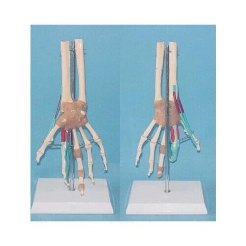 Functional model of vascular ligament of human hand joint Medical teaching model free shipping